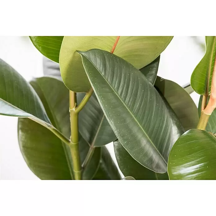 Piardino Gummibaum - Ficus elastica Tineke, Topfgröße: 17 cm - Stimmungsaufnahme