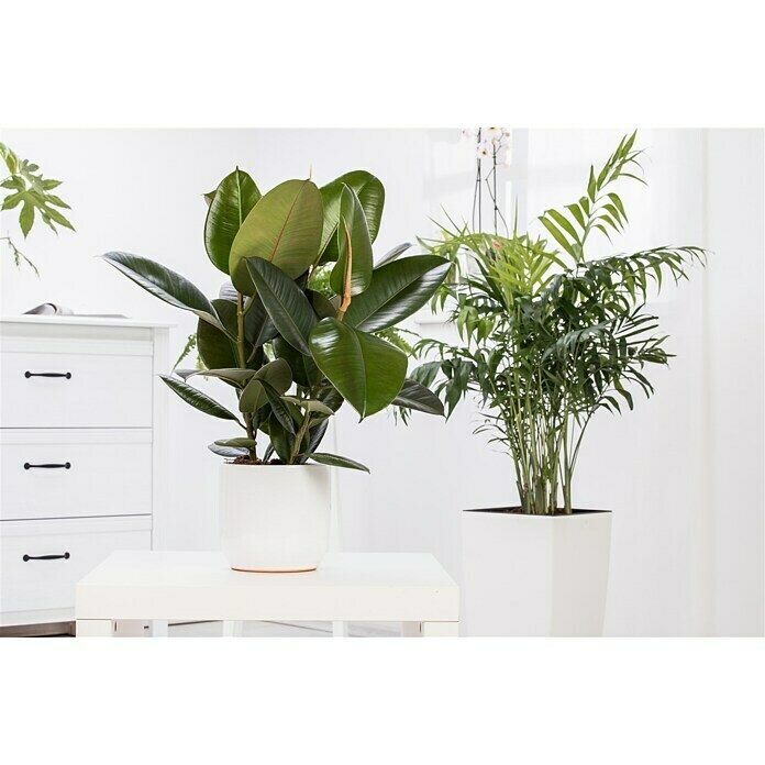 Piardino Gummibaum (Ficus elastica Tineke, Topfgröße: 17 cm) | BAUHAUS