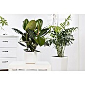 Piardino Gummibaum (Ficus elastica Tineke, Topfgröße: 17 cm) | BAUHAUS