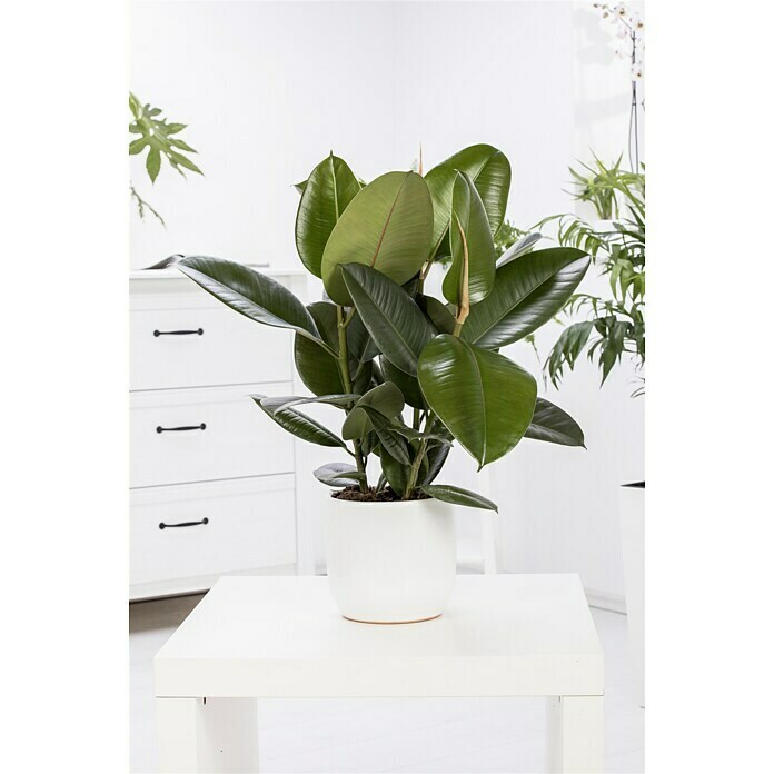 Piardino Gummibaum (Ficus elastica Tineke, Topfgröße: 17 cm) | BAUHAUS