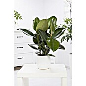 Piardino Gummibaum (Ficus elastica Tineke, Topfgröße: 17 cm) | BAUHAUS