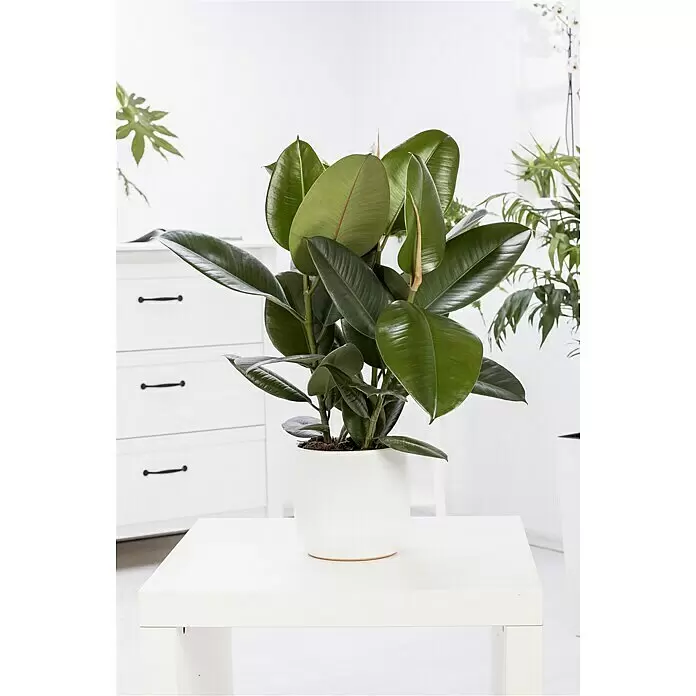 Piardino Gummibaum - Ficus elastica Tineke, Topfgröße: 17 cm - Stimmungsaufnahme