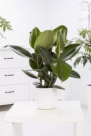 Piardino Gummibaum - Ficus elastica Tineke, Topfgre: 17 cm online kaufen  bei BAUHAUS
