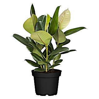 Piardino Gummibaum (Ficus elastica Tineke, Topfgröße: 17 cm)