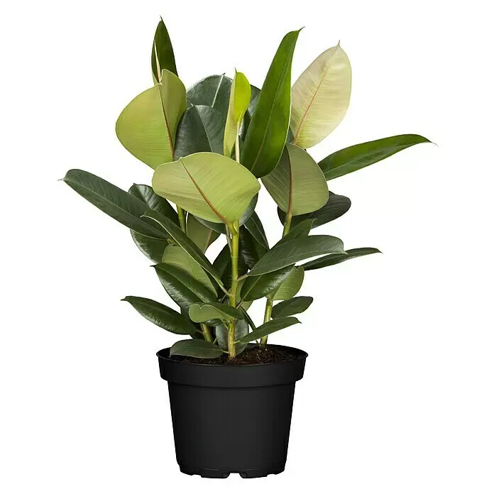 Piardino Gummibaum - Ficus elastica Tineke, Topfgröße: 17 cm - Vorderansicht