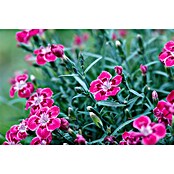 Piardino Clavel (Dianthus caryophyllus, Tamaño de maceta: 20 cm, En función de la variedad) | BAUHAUS