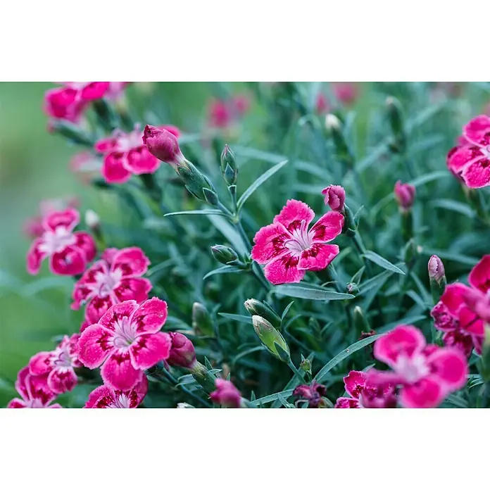 Piardino Clavel - Dianthus caryophyllus, Tamaño de maceta: 20 cm, En función de la variedad - Primer plano de vibrantes flores de clavel rosa que muestran sus delicados pétalos y detalles intrincados.