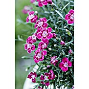 Piardino Clavel (Dianthus caryophyllus, Tamaño de maceta: 20 cm, En función de la variedad) | BAUHAUS