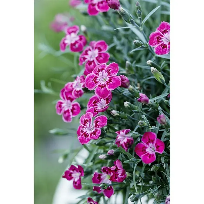 Piardino Clavel - Dianthus caryophyllus, Tamaño de maceta: 20 cm, En función de la variedad - Primer plano de flores de clavelina de color rosa vibrante con delicados patrones blancos y rosa oscuro, rodeadas de follaje verde plateado y brotes.