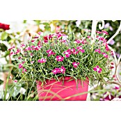 Piardino Clavel (Dianthus caryophyllus, Tamaño de maceta: 20 cm, En función de la variedad) | BAUHAUS