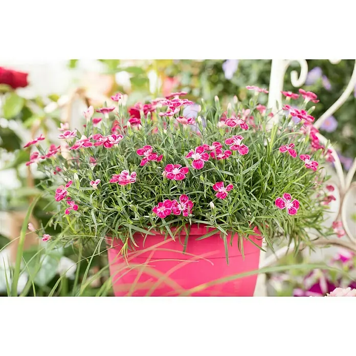 Piardino Clavel - Dianthus caryophyllus, Tamaño de maceta: 20 cm, En función de la variedad - Las flores de Dianthus de color rosa brillante en una maceta a juego añaden color a cualquier jardín. ¡Un verdadero atractivo con pétalos delicados!