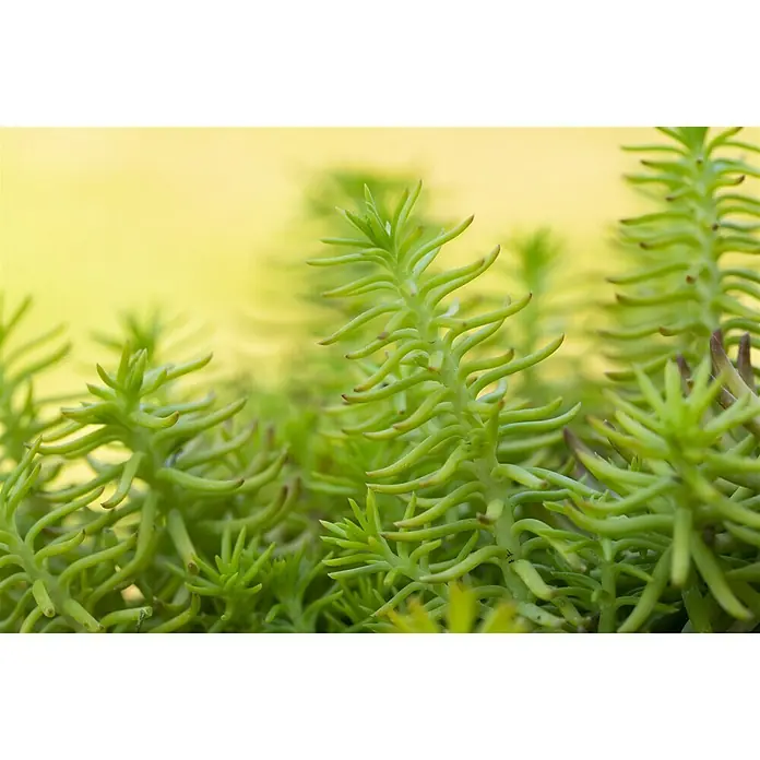 Piardino Mauerpfeffer - Sedum 'Yellow Cushion', Topfgröße: 13 cm - Nahaufnahme eines lebendigen, grünen Sedum reflexum 'Angelina', auch bekannt als Tripmadam, das die einzigartige Textur und Farbe der Pflanze hervorhebt.