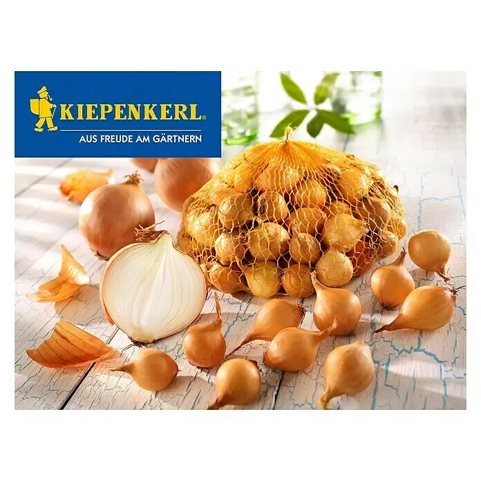 Kiepenkerl Steckzwiebeln Stuttgarter Riesen - 500 g - Vorderansicht