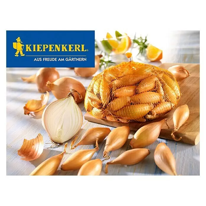 Kiepenkerl Steckzwiebeln Birnenförmige - 250 g - Vorderansicht