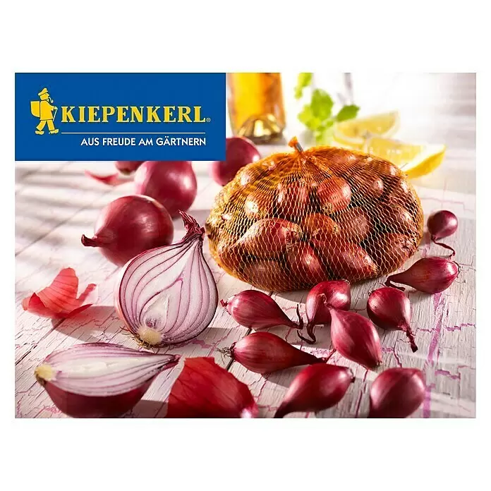 Kiepenkerl Steckzwiebeln - 250 g - Vorderansicht