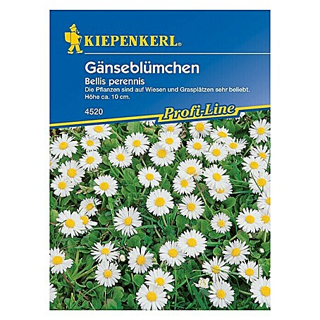 Kiepenkerl Profi-Line Blumensamen Gänseblümchen (Bellis perennis, Weiß, 3 m² - 5 m²)