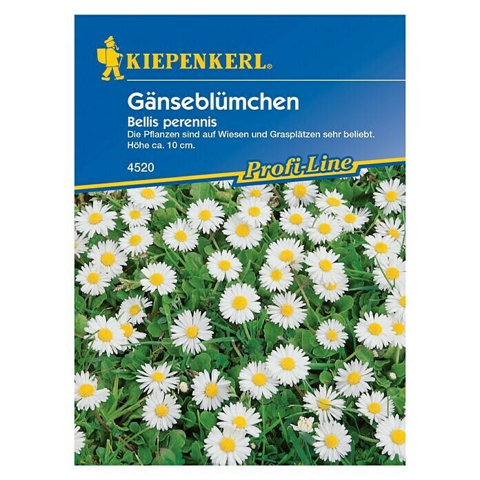 Kiepenkerl Profi-Line Blumensamen GänseblümchenBellis perennis, Weiß, 3 m² - 5 m² Front View