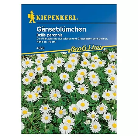 Kiepenkerl Profi-Line Blumensamen Gänseblümchen