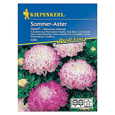 Kiepenkerl Profi-Line Blumensamen Sommeraster (Callistephus chinensis, Opus, Blütezeit: August)