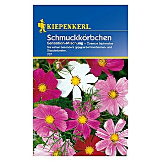 Kiepenkerl Blumensamen Schmuckkörchen (Cosmos bipinnatus, Mehrfarbig)