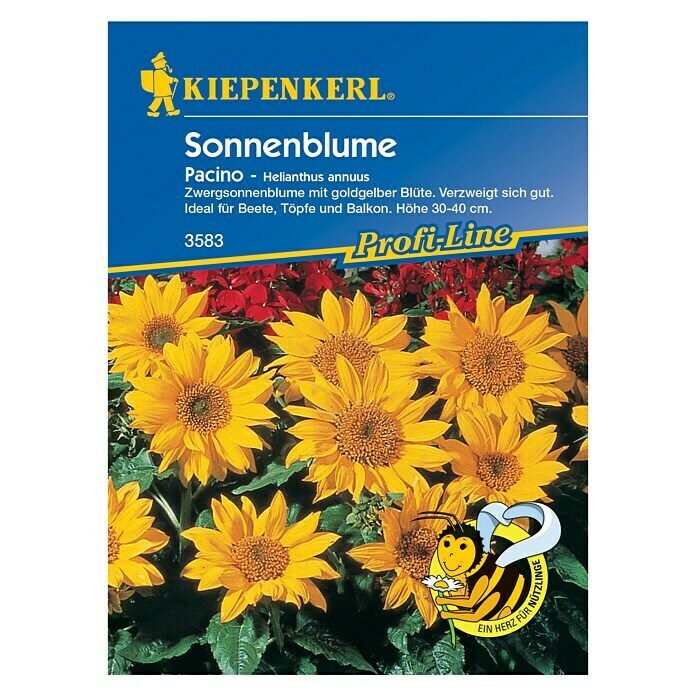 Blumensamen Sonnenblume 'Pacino' (Helianthus annuus, Gelb)