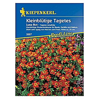 Kiepenkerl Profi-Line Blumensamen Studentenblume (Tagetes tenuifolia, Luna Rot, Blütezeit: Mai)