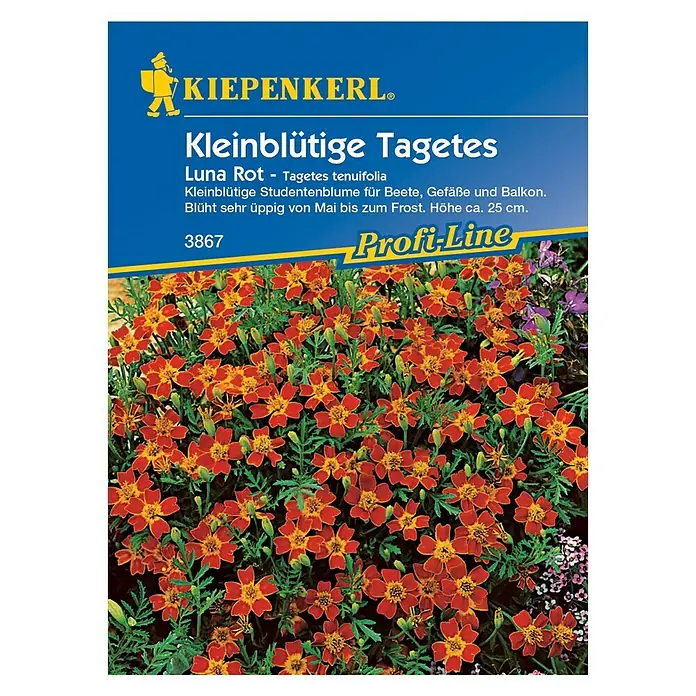 Kiepenkerl Profi-Line Blumensamen Studentenblume - Tagetes tenuifolia, Luna Rot, Blütezeit: Mai - Abbildung einer Kiepenkerl-Samentüte mit kleinblütigen Tagetes Luna Rot, ideal für Beete, Gefäße und Balkone, blühend von Mai bis Frost.
