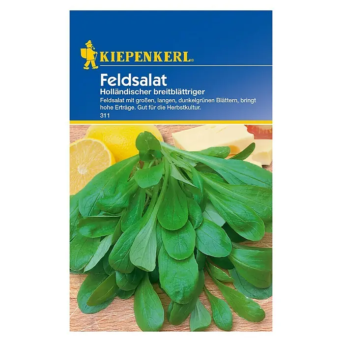 Kiepenkerl Salatsamen Feldsalat - Valerianella locusta, Holländischer breitblättriger, Erntezeit: Oktober - Das Bild zeigt Kiepenkerl Feldsalat 'Holländischer breitblättriger', eine Sorte mit großen, dunkelgrünen Blättern, ideal für hohe Erträge und die Herbstkultur.
