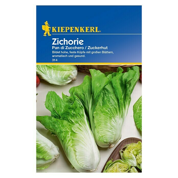 ZICHORIENSALAT      ZUCKERHUT