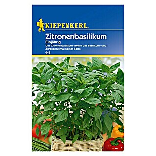Kiepenkerl Kräutersamen Zitronenbasilikum (Ocimum basilicum, Erntezeit: Juni)