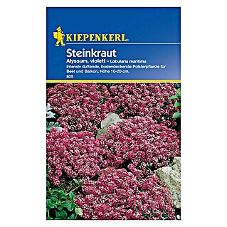Kiepenkerl Blumensamen Steinkraut (Lobularia maritima, Lila, Blütezeit: Juni)