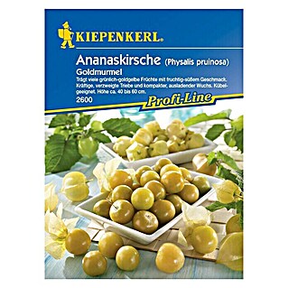 Kiepenkerl Profi-Line Obstsamen Ananaskirsche (Physalis peruviana, Erntezeit: Juli)