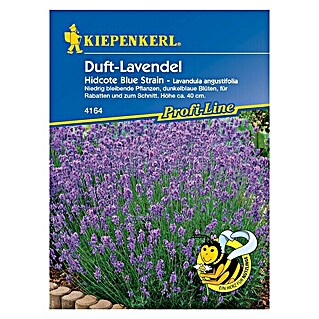 Kiepenkerl Profi-Line Blumensamen Lavendel Hidcote Blue (Lavandula angustifolia, Lavendelblau)