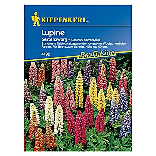 Kiepenkerl Profi-Line Blumensamen Lupine Gartenzwerg (Lupinus polyphyllus, Mehrfarbig)