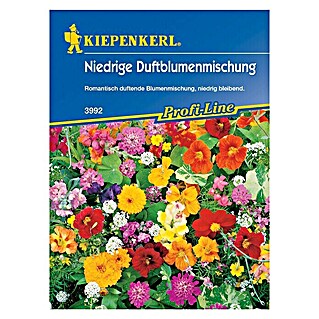 Blumensamenmischung Niedrige Duftblumenmischung (Verschiedene Sorten, Mehrfarbig, 2 m² - 4 m²)