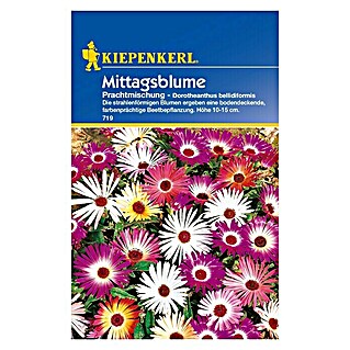 Kiepenkerl Blumensamen Mittagsblume