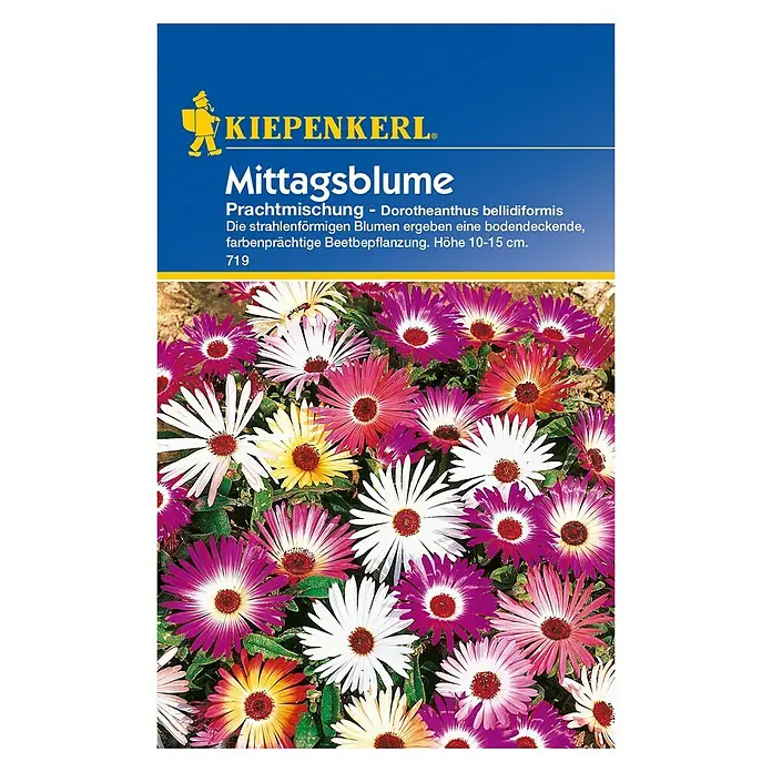 Kiepenkerl Blumensamen Mittagsblume - Dorotheanthus bellidiformis, Mehrfarbig - Produktbild einer Packung Mittagsblumen-Samen der Marke Kiepenkerl. Die Blumenmischung verspricht farbenprächtige, bodendeckende Blüten.
