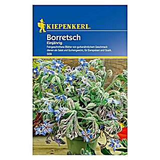 Kiepenkerl Kräutersamen Boretsch (Borago officinalis, Saatzeit: April, Erntezeit: Juni)