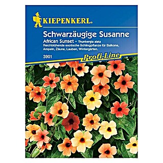 Kiepenkerl Profi-Line Blumensamen Schwarzäugige Susanne African Sunset (Thunbergia alata, Mehrfarbig)