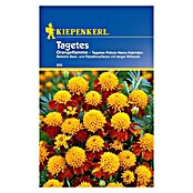 TAGETES ORANGEFLAMMEGEFUELLT