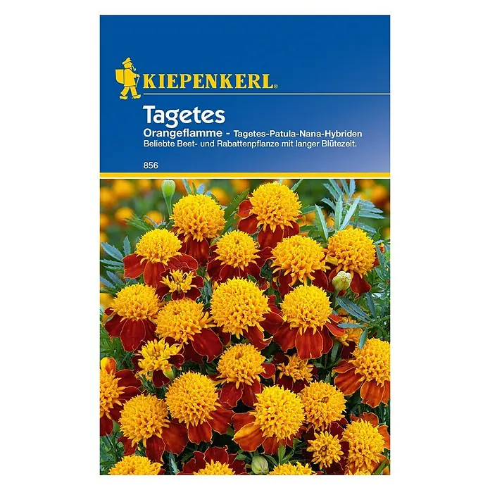 Kiepenkerl Blumensamen Studentenblume - Tagetes patula, Orangeflamme, Blütezeit: Juni - Tagetes 'Orangeflamme' Samenpackung von Kiepenkerl. Beliebte Beet- und Rabattenpflanze mit lang anhaltender Blütezeit.