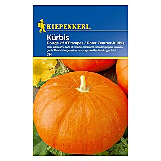 Kiepenkerl Profi-Line Gemüsesamen Kürbis (Roter Zentner-Kürbis, Cucurbita maxima, Erntezeit: August - Oktober)