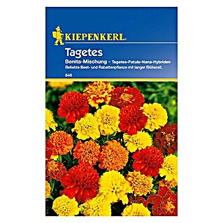 Kiepenkerl Blumensamen Studentenblume (Tagetes patula, Bonita, Blütezeit: Juni)