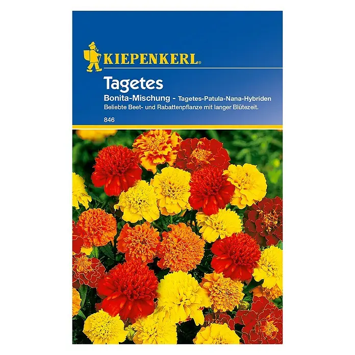 Kiepenkerl Blumensamen Studentenblume - Tagetes patula, Bonita, Blütezeit: Juni - Ein farbenfrohes Bild der Tagetes Bonita-Mischung von Kiepenkerl, die mit ihren leuchtenden Blüten jeden Garten verschönert.