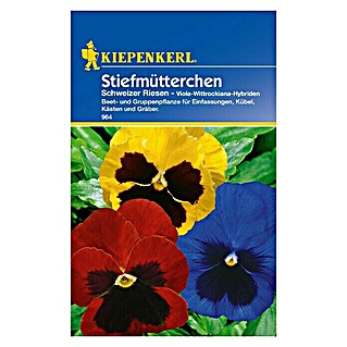 Kiepenkerl Blumensamen Stiefmütterchen (Viola-Wittrockiana-Hybriden, Mehrfarbig, Blütezeit: März)