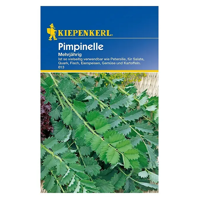 Kiepenkerl Blumensamen Pimpinelle - Sanguisorba minor - Bild einer Pimpinelle-Samenpackung von Kiepenkerl, die mehrjährige Pimpinelle-Pflanzen zeigt, die vielseitig verwendbar sind.
