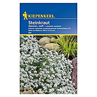 Kiepenkerl Blumensamen Steinkraut (Lobularia maritima, Weiß, Blütezeit: Juni)