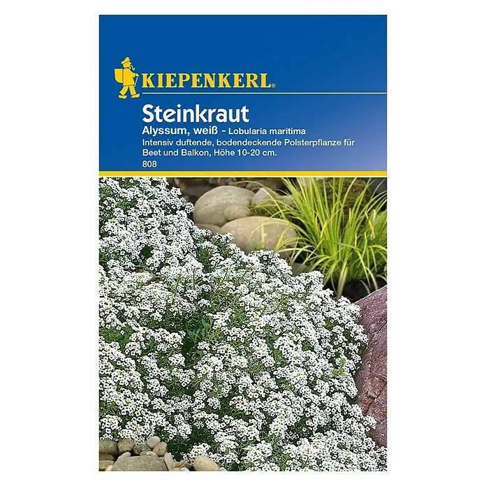 Kiepenkerl Blumensamen Steinkraut - Lobularia maritima, Weiß, Blütezeit: Juni - Samenpackung Steinkraut, eine intensiv duftende, bodendeckende Polsterpflanze für Beet und Balkon.