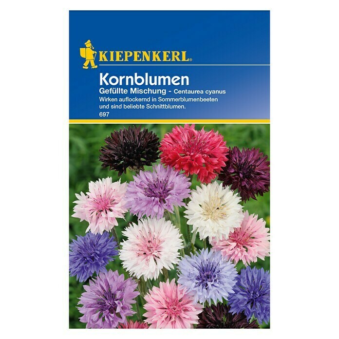 Kiepenkerl Blumensamen Kornblume (centaurea Cyanus, Mehrfarbig) 