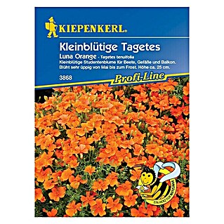 Kiepenkerl Profi-Line Blumensamen Studentenblume (Tagetes tenuifolia, 	Luna Orange, Blütezeit: Mai)